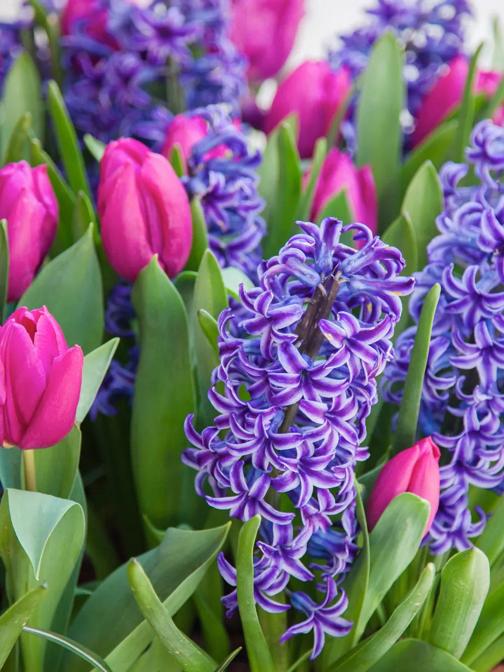 Four Seasons Florist